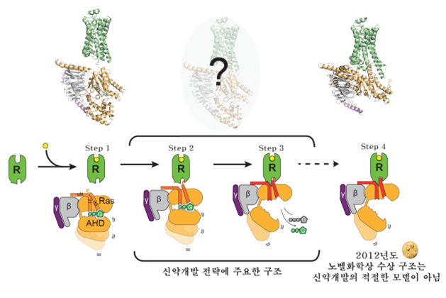 GPCR이 G단백질을 활성화시키는 과정. G단백질이 결합하는 초기(Step 2, 3) 구조가 효과적인 신약 개발에 도움이 된다. 과학기술정보통신부 제공