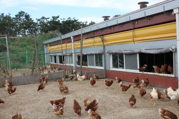 농장에는 닭의 운동장과 집이 두 칸으로 나뉘어 있다.