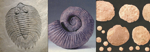 시대별 표준화석(왼쪽부터 삼엽충, 암모나이트, 화폐석). ⓒ네이버 지식백과 캡처