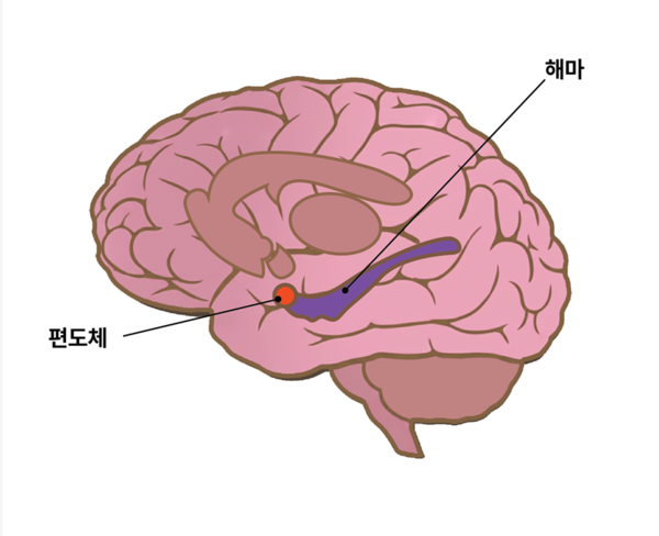 과잉기억증후군, 기억을 잊지 못하는 뇌
